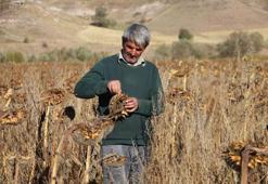 Boynunu eğen günebakanlar, üreticinin yüzünü güldürdü