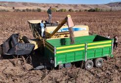 Sivas'ta hasat zengin edecek! Birkaç gün içinde tonlarca toplanacak: İyi para yapar