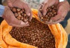 Evlerinin odalarında ya da depolarda saklıyorlar! Üretici kararlı: "Fiyat yükselmeden satış yok"