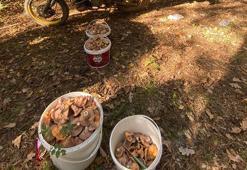 Bolu’da ormanların yer köşesinden fışkırıyor! Akın akın gelip sepet sepet topluyorlar