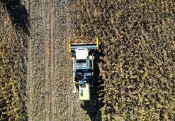 Bayburt'ta çiftçi geleneksel yöntemi bırakıp bunu denedi, kârı 10 kat arttı: Dekar başına 400 kilogram veriyor!