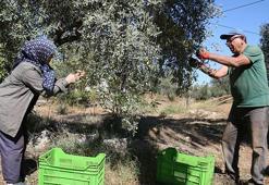 Zeytinde rekoltede yüzde 30 kayıp, fiyatlar etkilenecek! Yurt dışı ve Türkiye fiyatları karşılaştırıldı