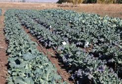 Erzurum’un tarımda yeni bir dönem! Üreticiler yeni ürünü denedi, sezonda ikinci hasat yapıldı