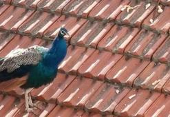 Eskişehir'de 2 gündür takip ediliyor! Komşular arasında eğlence çıktı