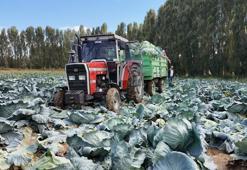 Van'da hasat başladı! Ürünün fiyatı çiftçinin yüzünü güldürdü