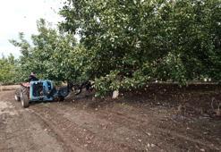 Köyde her yer kiralık! Gelir kapısı 500 ton üretimi var: Her ev kilosunu 310 TL'ye satıyor