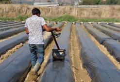 Sezonu 110 gün sürüyor: Kilosu 72 TL'den tonlarca satıyorlar