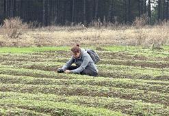 Eken resmen servet kazanıyor! Dünyada daha değerlisi yok, kilosu 600 bin TL'den kapış kapış gidiyor