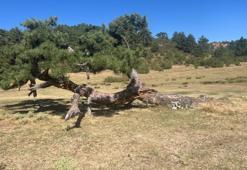 Denizli'ye gelen ilk onu fark ediyor: Yaşam mücadelesi asırlık