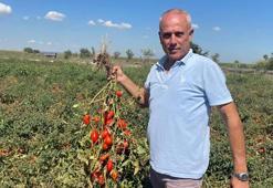 Bursalı vatandaş Londra'da kazandı Karacabey'de yatırım yaptı! Dil öğrenmek için gitti fast food zinciri kurdu