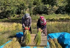 Ne makine ne teknoloji! Yüzyıllık yöntemlerle yapıyorlar, en zorlu hasat Çoruh Nehri’nin kıyısında başladı