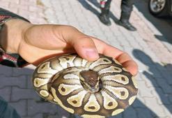 Konya'da cebinde piton yılanı sakladı! Yakalanınca cezadan kurtulamadı