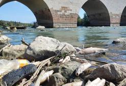 Adana'da Ceyhan Nehri'ndeki kirlilik balıkları telef etti! 11 tesise 10 milyon 30 bin TL idari ceza uygulanmıştı