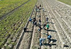 Bu ilçenin toprakları bu sebzeye çok uygun! Bölgenin ihtiyacını burası karşılıyor