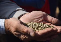 Geçen yıl ilk denemesi yapıldı! Özel izinle ekiliyor, şimdi de hasadı başladı