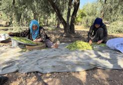 Dededen kalma yöntemlerle yetiştiriliyor! Buradaki zeytinler dünyaca ünlü
