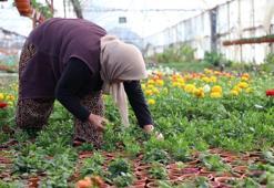 Muğla'da üretilip 5 ilde satılıyor! Türkiye'de uygulama yeni başladı