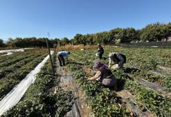 Erzincan'da pişman etmeyen iş! Biyomühendis Yunus 15 ton üretimi geçti