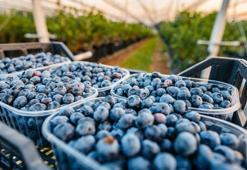 Dev proje hayata geçiyor! Ordu'da 'Süper Meyve' üretim alanı 180 dekara çıkıyor: Çiftçiye 3,2 milyon TL destek sağlanacak