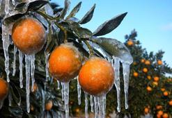 Adana'da şubat ve nisan felaketinin yaraları sarılıyor! Zirai don mağduru 9 bin 200 üreticiye 717 milyon TL'lik dev afet desteği başladı!