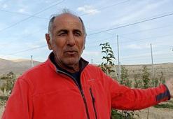 Sivas'ta nesli tükeniyordu, dev yatırımla hayata döndürdü: Seneye ilk hasadını yapacak!