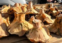 400 liradan satılıyordu! Fiyatlar düştü, tezgahlar dolup taştı: Vatandaşlar kapış kapış alıyor