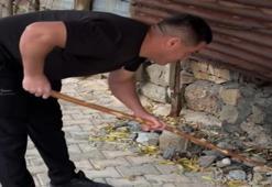 Mahallelinin korkulu rüyasıydı! 3 gün peşinden koştular, sonunda yakalandı