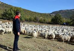 Bakanlık harekete geçti! Bolu'da tiftik keçisine 3 milyon liralık destek