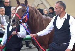 Geleceğin şampiyonları satıldı: 54 milyon TL’lik tay satışı!