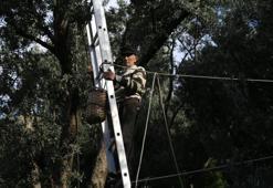 Artvin'de uluslararası ödüllü Butko zeytini hasadı başladı: coğrafi tescil yolda!
