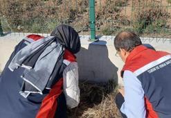 Karadeniz'den sonra Sivas'ta da görüldü! Çiftçilerin kabusu oldu! Karşılaşırsanız sakın vakit kaybetmeyin!