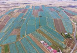 Muş Ovası'nda hasat başlad! Kent ekonomisine 150 milyon liralık katkı bekleniyor