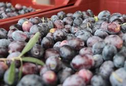 Fethiye'de zeytin hasadı tüm hızıyla sürüyor! Hem kaliteli hem de ucuz: İşte kilo fiyatı