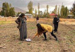 Hakkari'de ilk defa ekilen üründe hasat vakti geldi! 600 gram rekolte bekleniyor