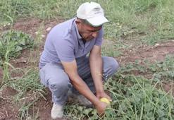4 yıl incelendi sadece Yozgat'ta yetişiyor! Tanesi 40 lira: Kargoyla gönderilmiyor