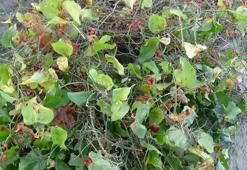 İstanbul'dan gelip topluyorlar! Satarak geçimlerini sağlıyorlar: Şans getirdiğine inanılıyor, binbir zahmeti var