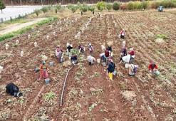 Sivas'ta doğal yöntemlerle üretilen patatesler öğrencilere burs olacak
