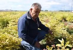 Hollanda'dan Yozgat'a getirip ekti! 13 yıl para kazandı: Başına öyle bir iş geldi ki şimdi ne yapsa olmuyor!