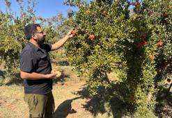 AB tescilli nar'da hasat coşkusu: Ekşisi Avrupa'ya, tatlısı arap ülkelerine gidiyor!
