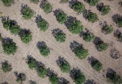 Hasat zamanı Malatya'ya akın ediyorlar! 20 bin aile bu üründen para kazanıyor: Dünyanın her yerinden sipariş yağıyor