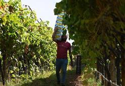 Manisa Sarıgöl'de sofralık üzümde bereket yılı: Rekolte 500 bin tona ulaştı! Çiftçinin yüzü gülüyor