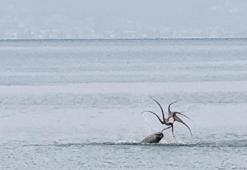 &#199;eşme sahilinde nefes kesen m&#252;cadele: Akdeniz foku ve ahtapot kapışması!