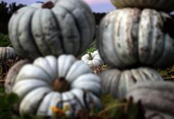 Sakarya&#39;nın &#39;Beyaz Elması&#39; tarlalarda parlamaya başladı! Kilosu 15 liraya fırladı: Yurt dışından dahi misafir geliyor