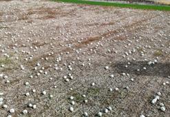 Eskişehir köylüsü 1 yıldır bekliyordu! Kilo fiyatı belli oldu: 3 sınıfa ayrılıyor