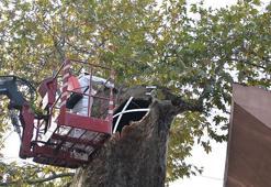 Ulu Cami'nin tarihi simgesi kurtarılıyor! 346 yaşındaki çınar ağacına acil müdahale