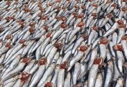 Kayseri'de kilosu 100 ile 200 lira arası değişiyor! Palamut azaldı, hamsi coştu