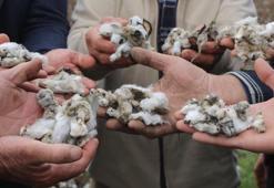 Aydınlı çiftçi bir gecede kabusu yaşadı! Hasat öncesi yüzde 80’i zarar gördü!