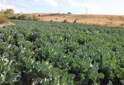 Elazığlı çiftçinin azmi bir köyün kaderini değiştirdi! Hasada başladı