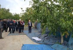 Denizli'de tüm ilçelerde hasat başladı: Her ağaç 20 kilo veriyor!