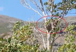 Bayburt'un köyünde alarm verildi! Köylüler her an bekliyor: Bu kez ağaçlarda fark edildl